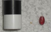 Description: Description: Description: Description: C:\Users\MPS\Documents\Web Page\FEAX-3-402 (F)-red bead.jpg